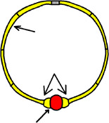 (c) Maquette du collier / Capsule Inc.